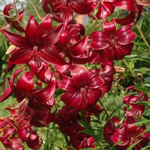 Лилия Гайавата        